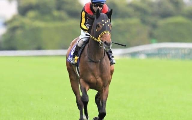 【今日の注目ポイント】長丁場の札幌日経OP、新潟では2歳OP・ダリア賞など