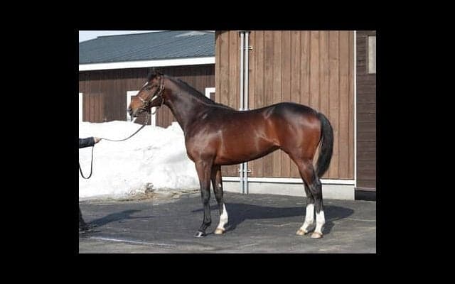 新種牡馬リアルスティール産駒の「大物」フェイト。陣営の評価はいかに？