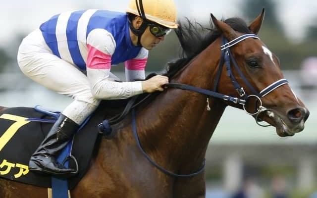 【次走】ワーケアは9月のダート戦・ラジオ日本賞で復帰　2019年ホープフルS3着馬