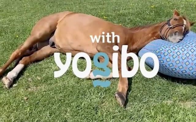 アドマイヤジャパン出演の「Yogibo」CMがO.A開始！ 契約料はニンジン12年分