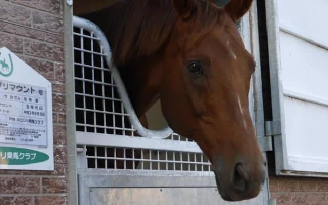 ライブリマウントが死亡、31歳の大往生　1995年の最優秀ダートホース