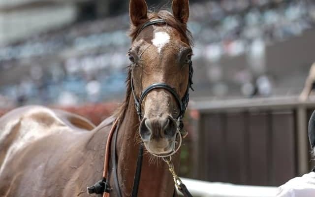 【次走】10番人気を覆し新馬勝ちのモルチャンはヤマボウシ賞へ　祖母は重賞5勝の名スプリンター