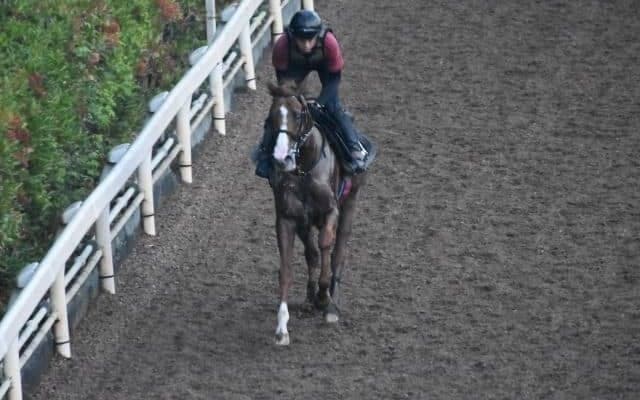 マテンロウスカイなど、先週の入厩情報/栗東トレセンニュース