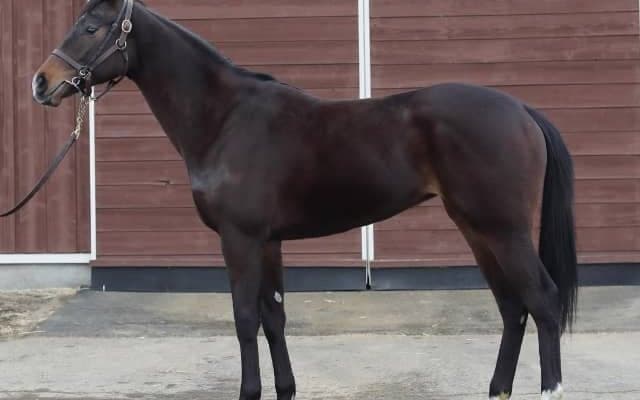 【POG】三冠牝馬アパパネの5番仔アスパルディーコは8月27日の新潟でデビュー、鞍上は田辺裕信騎手