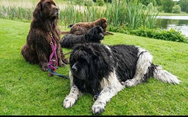 「試合があまりにつまらなかったんだ」侵入した犬がピッチで“熟睡” 後半のキックオフが遅れる…