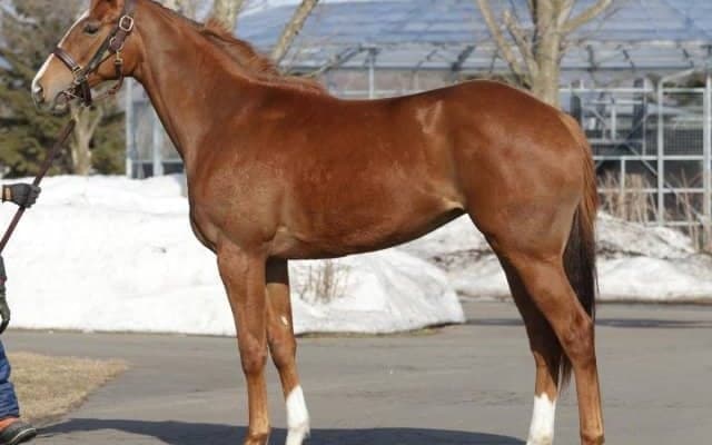 【JRA新馬戦】タワーオブロンドンの半弟サスツルギなどがデビュー