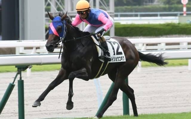 【小倉5R新馬戦結果】メイショウコギクが逃げて6馬身差圧勝