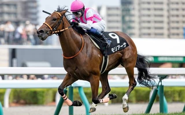 【コスモス賞結果】モリアーナが人気に応えて無傷2連勝