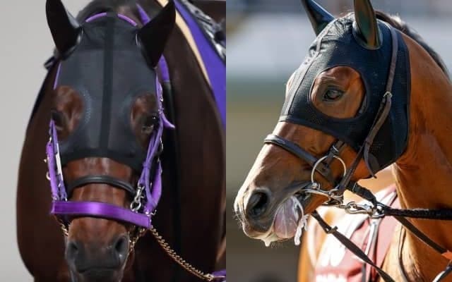 【サマーチャンピオン】出走予定馬および補欠馬が発表　ヒヤシンスS覇者コンバスチョン、GI馬ラウダシオンなど