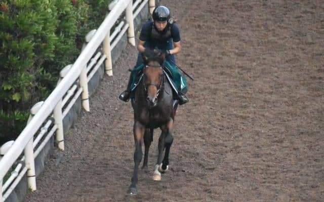 オープンファイアなど、先週の入厩情報/栗東トレセンニュース