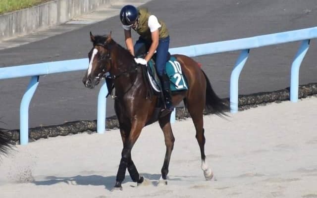 ハイアーレルムなど、先週のゲート試験/栗東トレセンニュース