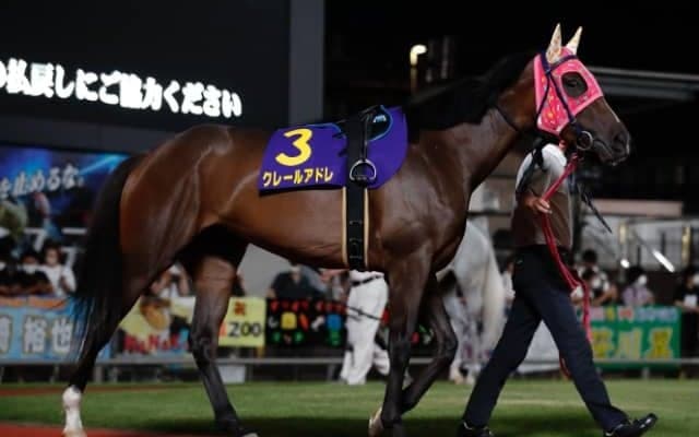 【サマーチャンピオン】出走予定馬および補欠馬情報が更新　クレールアドレ、ナンヨーアミーコなど繰り上がり