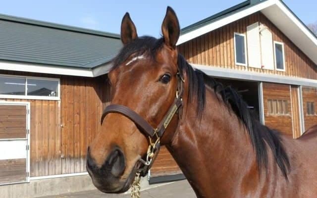 【JRA新馬戦】ジェンティルドンナの半弟イストロスなどがデビュー