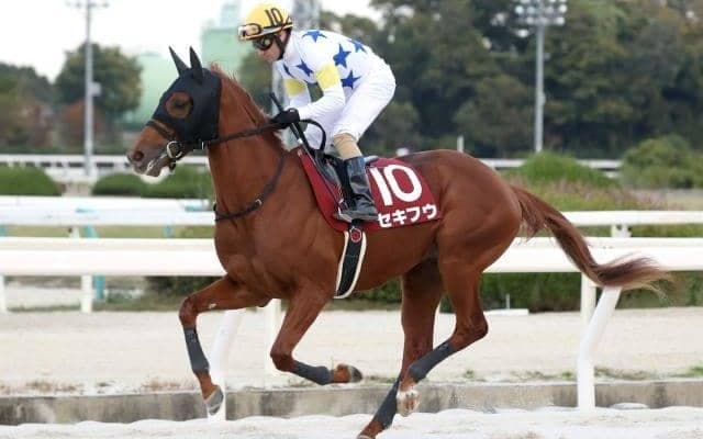 【海外競馬】コリアカップにセキフウ、コリアスプリントにラプタスが選出