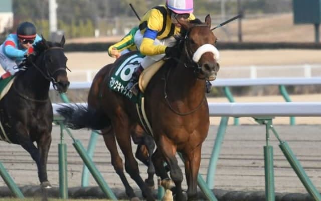 マジックキャッスルが競走馬登録を抹消、今後は繁殖馬に　昨年の愛知杯(GIII)制覇、2020年秋華賞2着などの実績