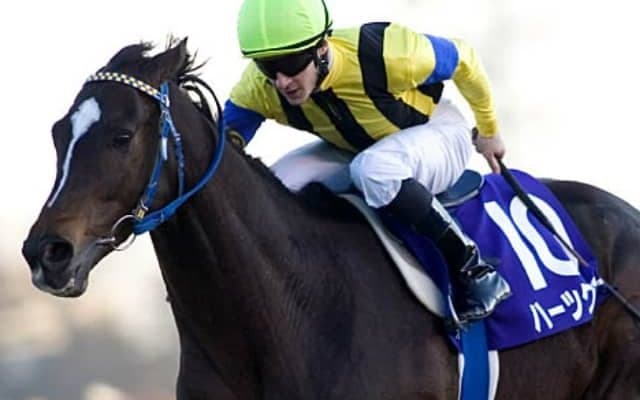 アイルランドでハーツクライ産駒が初勝利 名門A.オブライエン厩舎の2歳馬