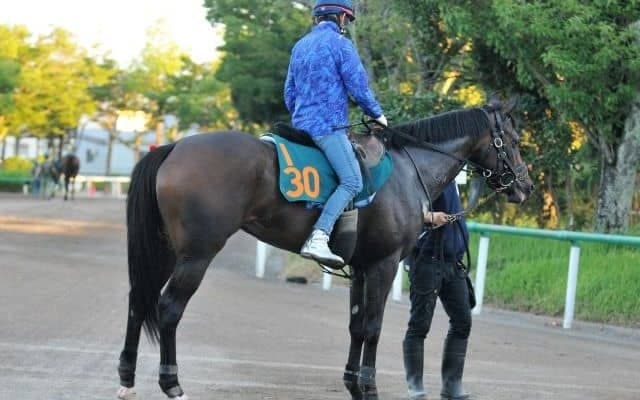 母は三冠牝馬アパパネ　蛯名厩舎が送り出す良血馬アスパルディーコ/関東馬メイクデビュー情報