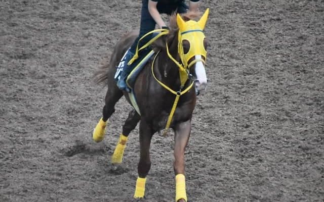 ボルドグフーシュなど、先週の入厩情報/栗東トレセンニュース