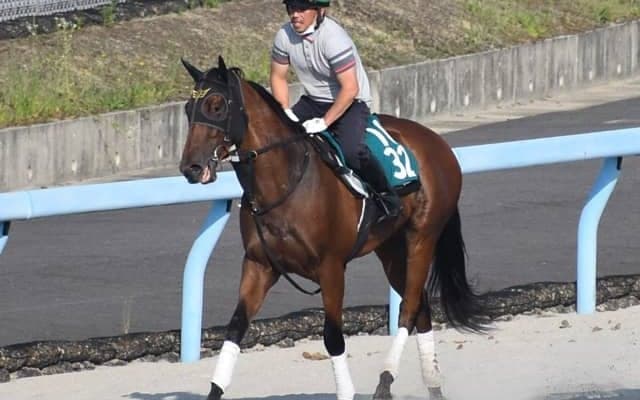 ダノンタッチダウンなど、先週のゲート試験/栗東トレセンニュース