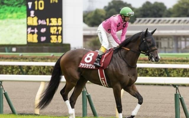 【小倉サマージャンプ予想オッズ】アサクサゲンキが予想1番人気