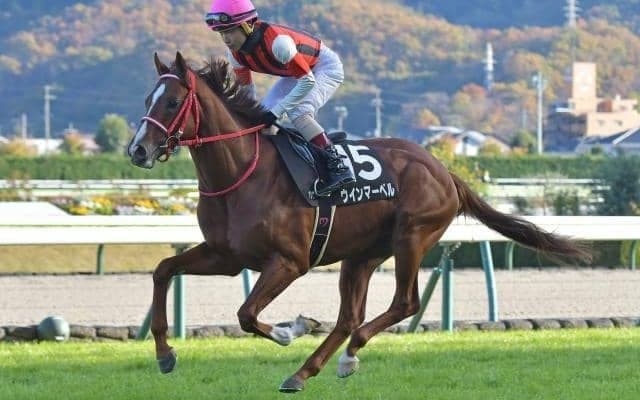 【キーンランドC予想オッズ】連勝中ウインマーベルが予想1番人気