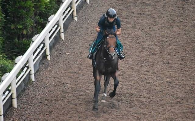 3億円馬オープンファイアが中京芝2000mで初陣 ディープインパクト産駒最終世代がついに始動