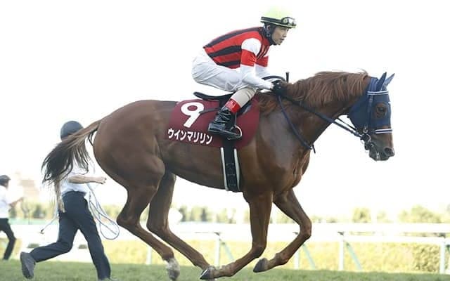 【次走】札幌記念3着のウインマリリンはエリザベス女王杯へ GII・3勝馬が悲願のGI制覇狙う