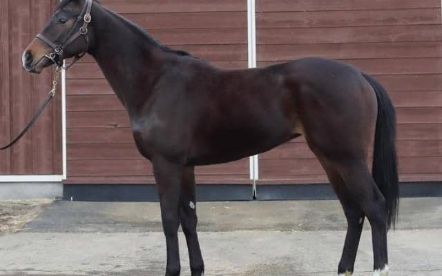 【JRA新馬戦】アパパネの仔アスパルディーコ、シルバーステートの半弟フォトンブルーなどがデビュー