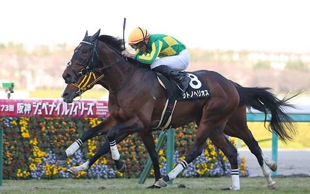 【次走】サトノヘリオスは神戸新聞杯へ  2歳コースレコード連発の期待馬