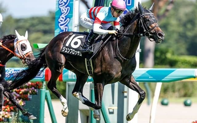 【次走】ジュンブロッサムは神戸新聞杯へ 前走レコード勝ちの勢いそのままに重賞制覇へ