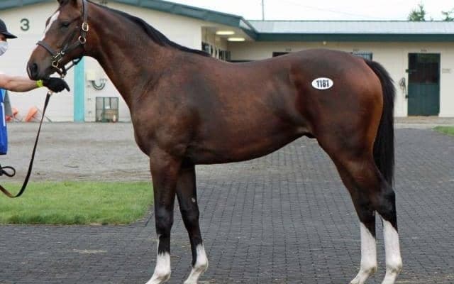 サマーセール5日目　最高価格馬はプラージュの2021ら2頭