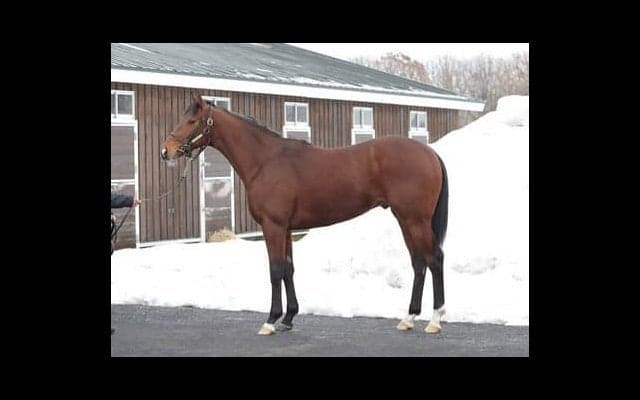 デビュー目前。「ディープインパクトのラストクロップのなかでは一番」と評されるオープンファイア