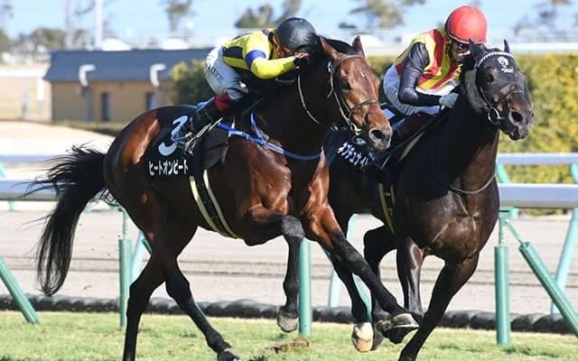 【新潟記念想定騎手】ヒートオンビートは池添謙一騎手、サンレイポケットは鮫島克駿騎手