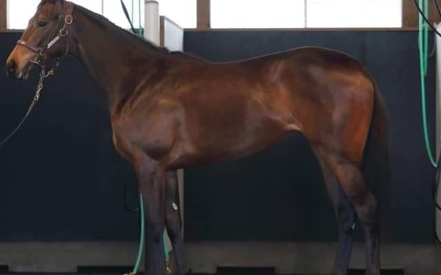 【JRA新馬戦】ストレイトガールの半弟アスクエピソードなどがデビュー