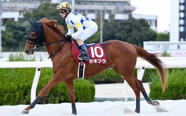 韓国遠征馬がコリアスプリント（G3）・コリアカップ（G3）に出走