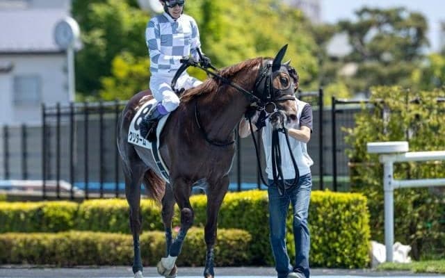 【小倉2歳S枠順確定】クリダームは4枠5番、プロトポロスは6枠9番