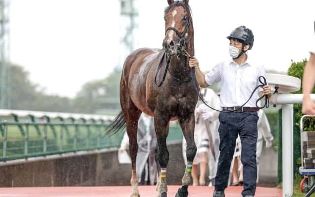 祖母はトウカイテイオーの全妹　ロバートソンキーはオールカマーへ