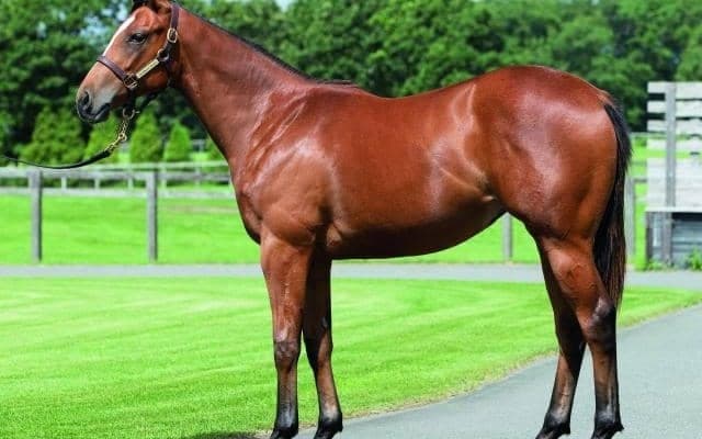 インゼルサラブレッドクラブが2022年度の募集開始 今年は計20頭がラインナップ