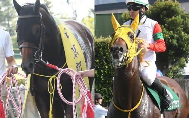 『未完の大器』の初年度産駒がJRA重賞初出走初制覇　馬群を縫って直線一気の差し切り勝ち