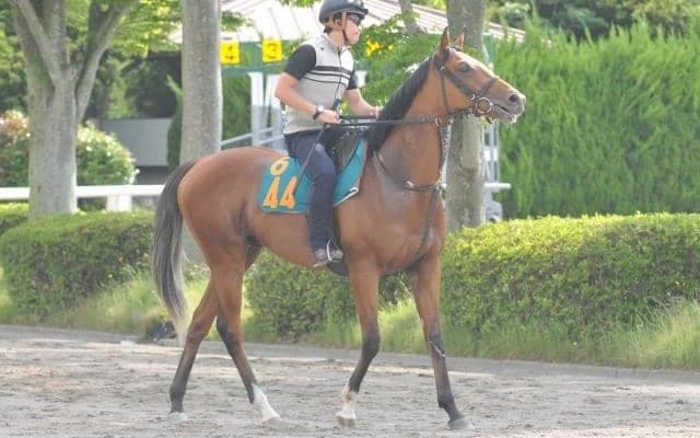 ユーバーレーベンなど近親に活躍馬多数　ゴールドシップ産駒のヴァイルマティなど/関東馬メイクデビュー情報