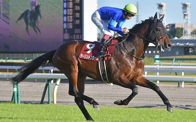 【京成杯AH想定騎手】ダーリントンホールは横山武史騎手、ファルコニアは吉田隼人騎手