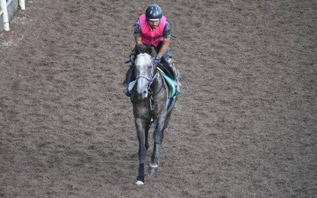 ヴェローナシチーなど、先週の入厩情報/栗東トレセンニュース