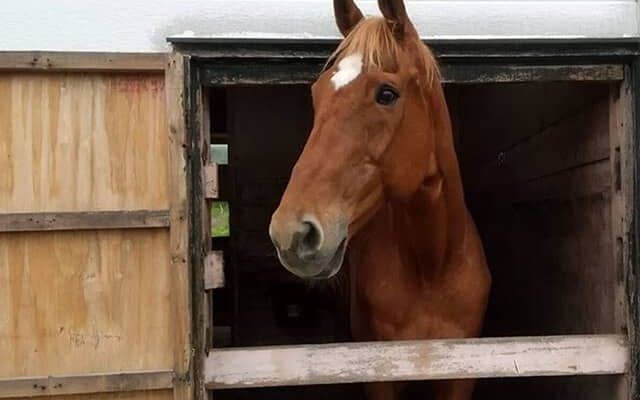 “いたずら好きのかまってちゃん” タイキシャトルと過ごした日々(1)