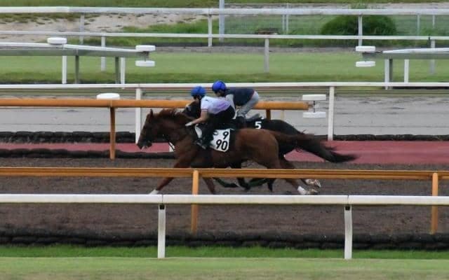 ジャスティンパレス、神戸新聞杯2週前追い切り速報/栗東トレセンニュース