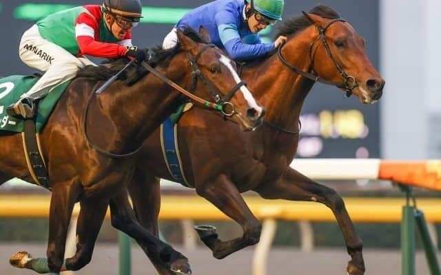 【京成杯AH枠順確定】ダーリントンホールは5枠8番、ファルコニアは7枠11番