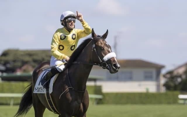 【紫苑S枠順確定】スタニングローズは8枠12番、サークルオブライフは2枠2番