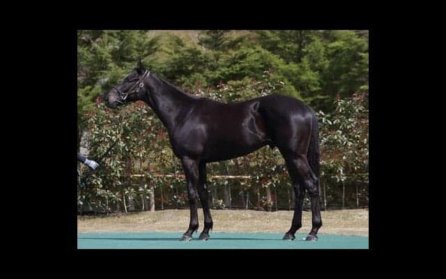 三冠馬の弟インタクト。矢作調教師は「必ず走ってくる」と自信のコメント