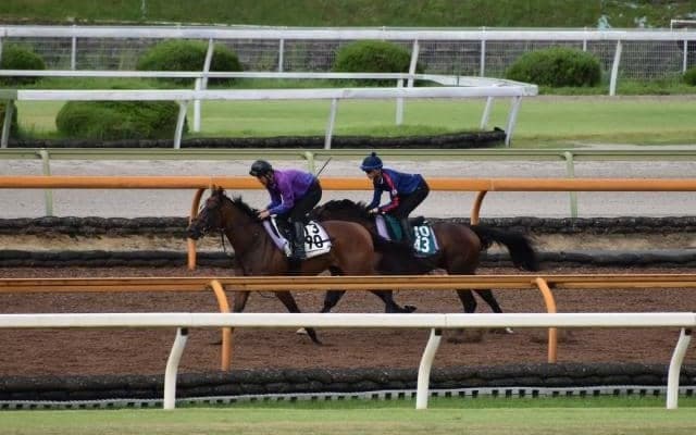 母に所縁の坂井騎手が騎乗予定　順調に追い切り進むラミアストラーダ/関西馬メイクデビュー情報
