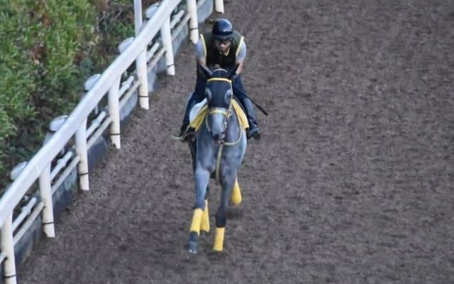 マリアエレーナなど、先週の入厩情報/栗東トレセンニュース