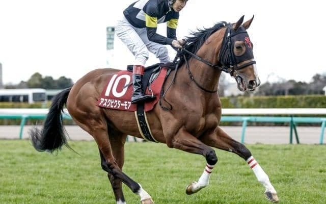 【セントライト記念予想オッズ】アスクビクターモアが予想1番人気